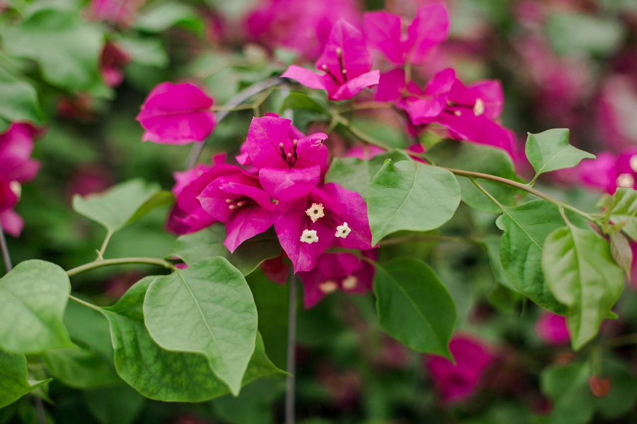 Hibiscus  Orchard Park Growers