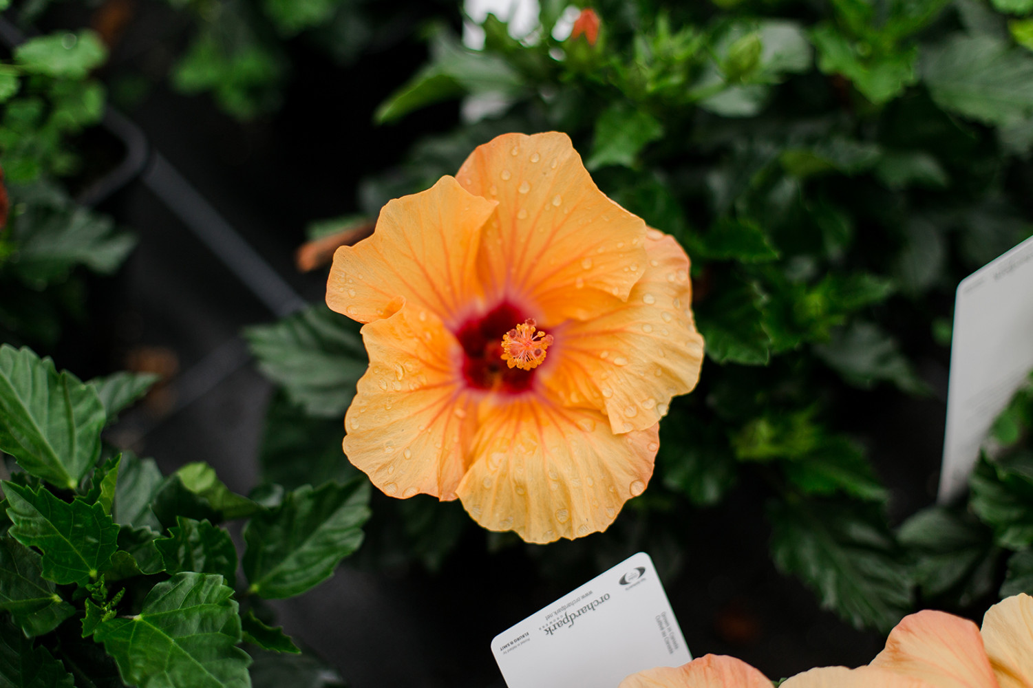 Hibiscus | Orchard Park Growers