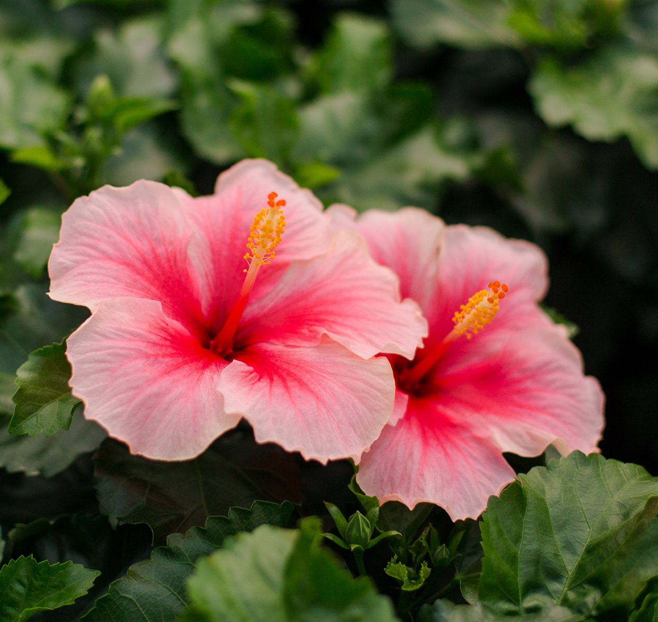 HIBISCUS