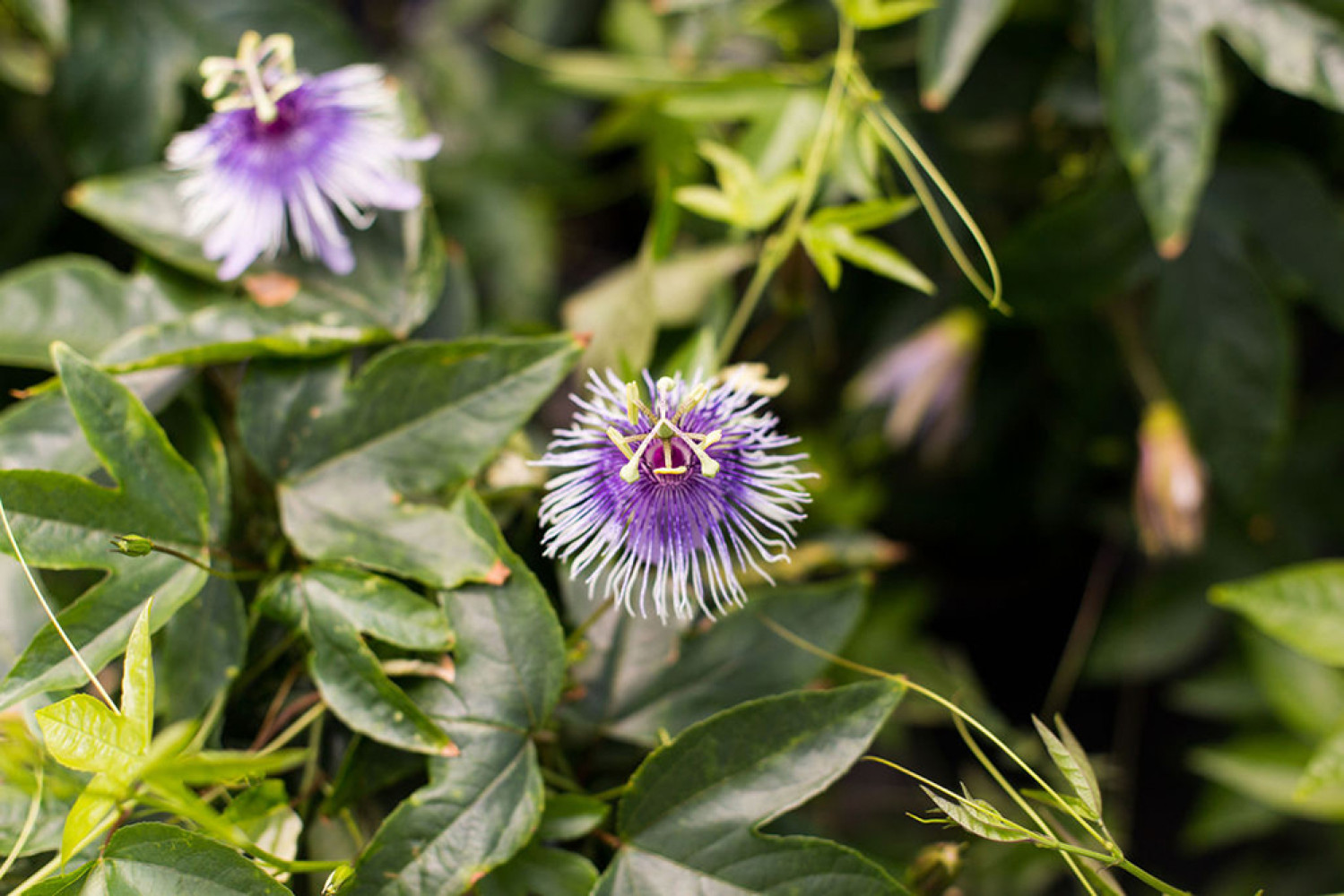 Passion Flower Orchard Park Growers